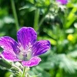 Geranium sylvaticum Çiçek