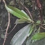 Ardisia palmana Leaf