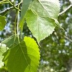 Populus deltoides Blatt