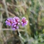 Verbena bonariensisFlower