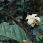 Diospyros bipindensis Flor