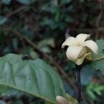 Diospyros bipindensis Flower