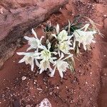 Pancratium sickenbergeri ফুল