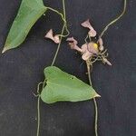 Aristolochia triangularis Blad