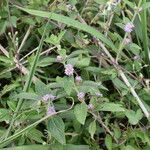 Lippia alba Altro
