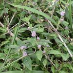 Lippia alba Прочее