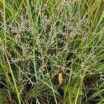 Limonium carolinianum Цветок