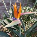 Strelitzia reginaeLorea