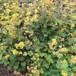 Alchemilla sericata برگ