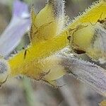 Orobanche nana Fruit