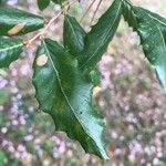 Quercus trojana Feuille