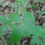 Galium circaezans Leaf