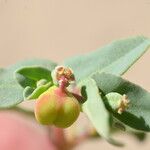 Euphorbia peplis Fruit