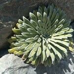 Saxifraga longifolia Leaf