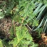 Scilla latifolia Leaf