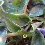 Viola canina Leaf