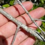 Crossopetalum rhacoma Bark