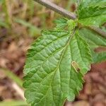 Stachytarpheta cayennensis Leaf