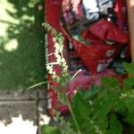 Chenopodium albumFlower