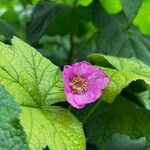 Rubus odoratusVirág