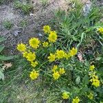 Barbarea vulgaris Λουλούδι
