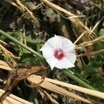 Convolvulus equitans Flower