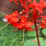 Clerodendrum buchananii Flower