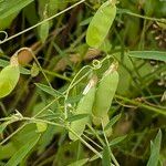 Vicia tetrasperma Fruit