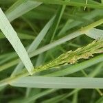 Panicum virgatum Blatt