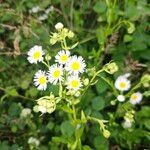 Erigeron strigosus Fula