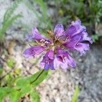 Penstemon procerus Kvet