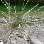 Verbena urticifoliaBlad