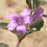 Dyschoriste schiedeana Flower