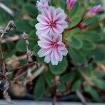 Lewisia cotyledonFlower