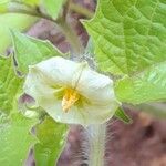 Physalis pruinosa Blomst