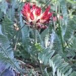 Astragalus cedreti Floro