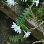 Angraecum distichum Floare