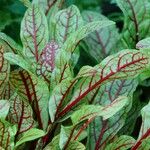 Rumex sanguineus Leaf