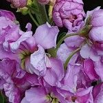 Matthiola incana Kwiat