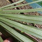 Rhapidophyllum hystrix Fuelha