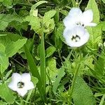 Gilia tricolor ফুল