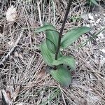 Epipactis atrorubens Blad