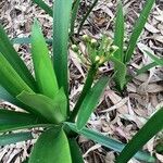 Clivia miniata Leaf