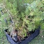 Cupressus lusitanica Fuelha