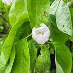 Cydonia oblonga Virág
