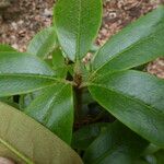 Rhododendron campanulatum Yaprak