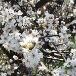 Prunus spinosa Flower