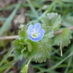 Veronica persicaBloem