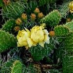 Opuntia phaeacantha Flor