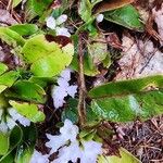 Epigaea repens 樹皮